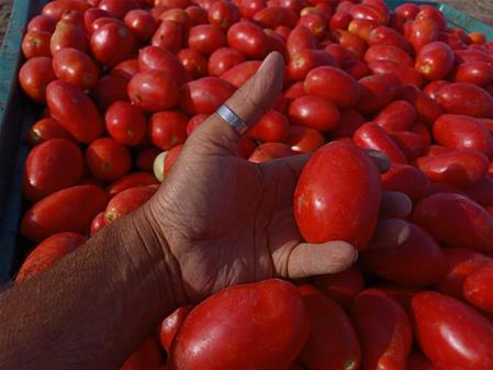 Pomodoro da industria, Med Hermes illustra Forentum F1