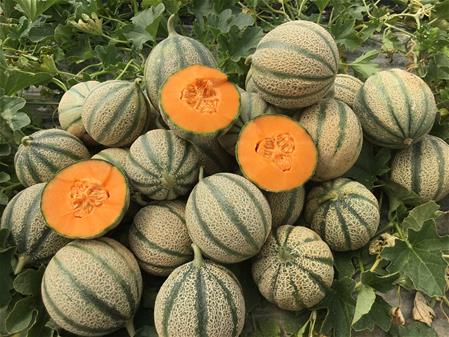 Cresce l'interesse per il progetto del melone Dafne F1
