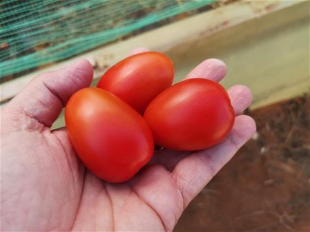 MedHermes presenta Imera F1 un nuovo pomodoro midi plum Open Day per un midi plum adatto per il centro e sud Italia